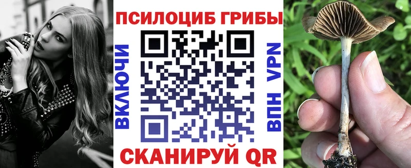 закладки  Видное  Псилоцибиновые грибы Psilocybine cubensis 